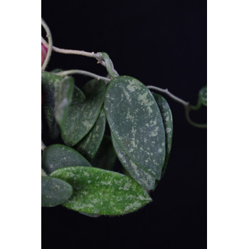 Hoya thomsonii ( small splash leaves ) internet store