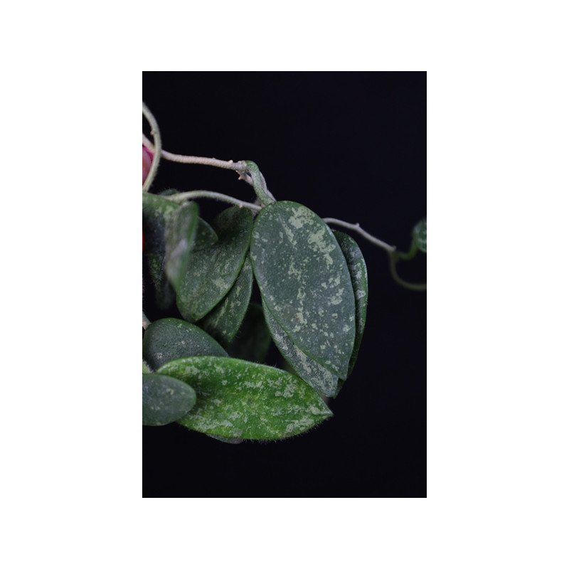 Hoya thomsonii ( small splash leaves ) store with hoya flowers