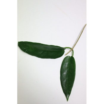Hoya 'Seanie' ( archboldiana x onychoides ) sklep z kwiatami hoya