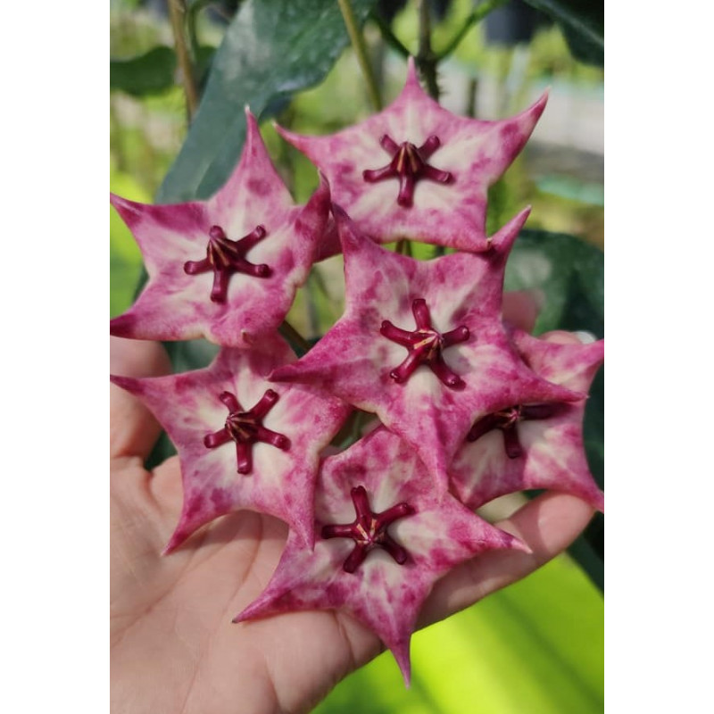 Hoya 'Seanie' ( archboldiana x onychoides ) store with hoya flowers