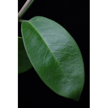 Hoya albiflora IML0299 sklep internetowy