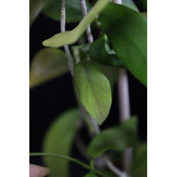 Hoya pimenteliana sklep z kwiatami hoya