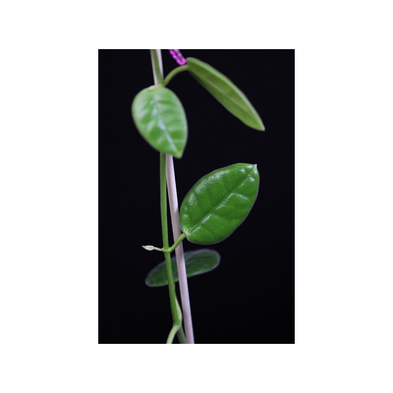 Hoya guppyi sklep z kwiatami hoya