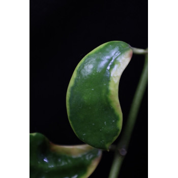 Hoya diversifolia albomarginata sklep z kwiatami hoya