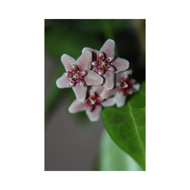 Hoya rubida sklep z kwiatami hoya