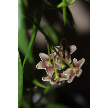 Hoya rubida sklep z kwiatami hoya