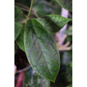 Hoya callistophylla from seeds internet store