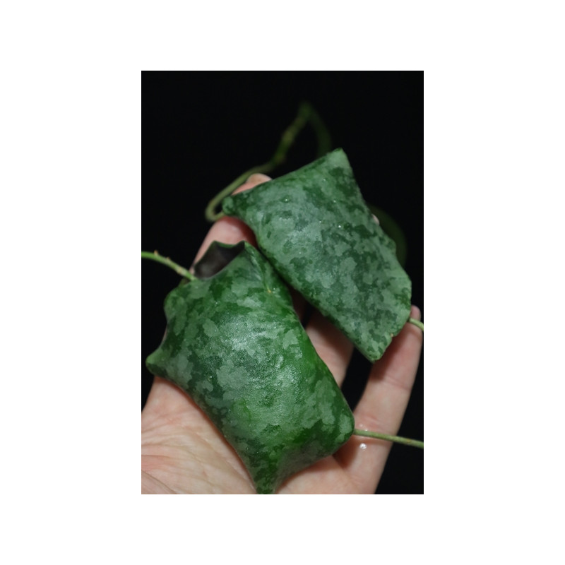 Hoya maxima splash leaves sklep z kwiatami hoya