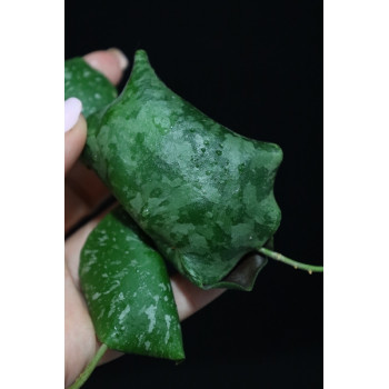 Hoya maxima splash leaves sklep z kwiatami hoya