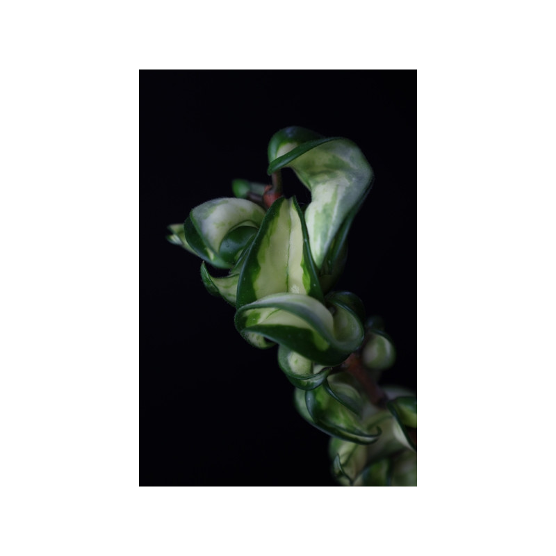 Hoya carnosa compacta variegata 'Mauna Loa' sklep z kwiatami hoya