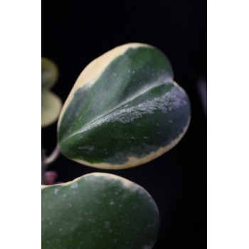 Hoya kerrii albomarginata sklep z kwiatami hoya