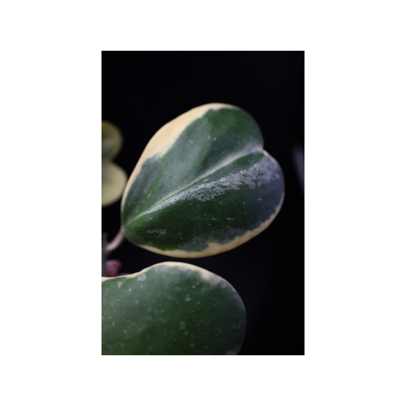 Hoya kerrii albomarginata sklep z kwiatami hoya