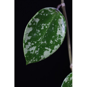 Hoya EPC-997 ( acuta stable pink spot splash, on cordate leaves ) store with hoya flowers
