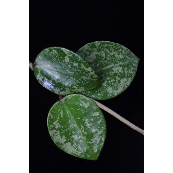 Hoya EPC-997 ( acuta stable pink spot splash, on cordate leaves ) sklep z kwiatami hoya