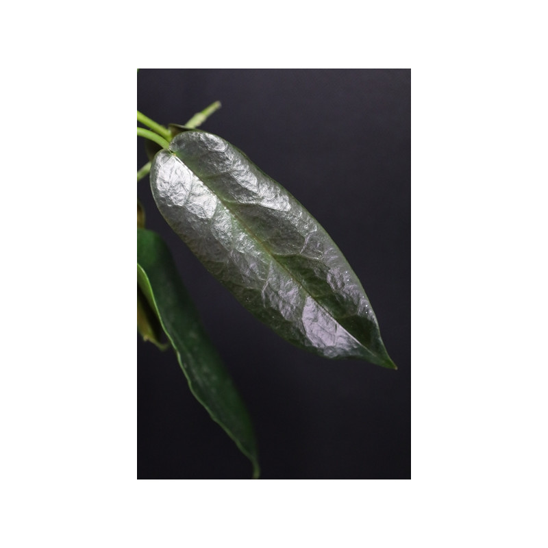 Hoya onychoides sklep z kwiatami hoya