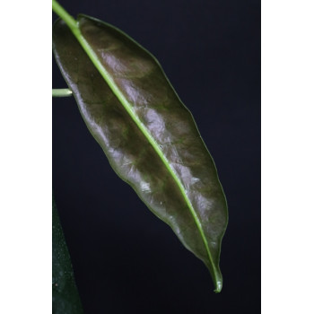 Hoya onychoides sklep z kwiatami hoya