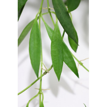 Hoya tsangii ( ex odetteae ) sklep z kwiatami hoya