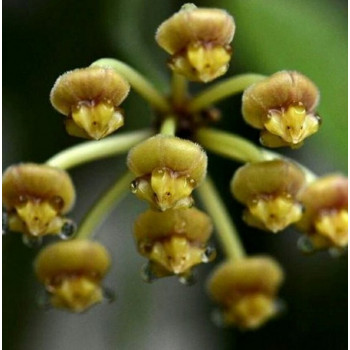 Hoya tsangii ( ex odetteae ) store with hoya flowers