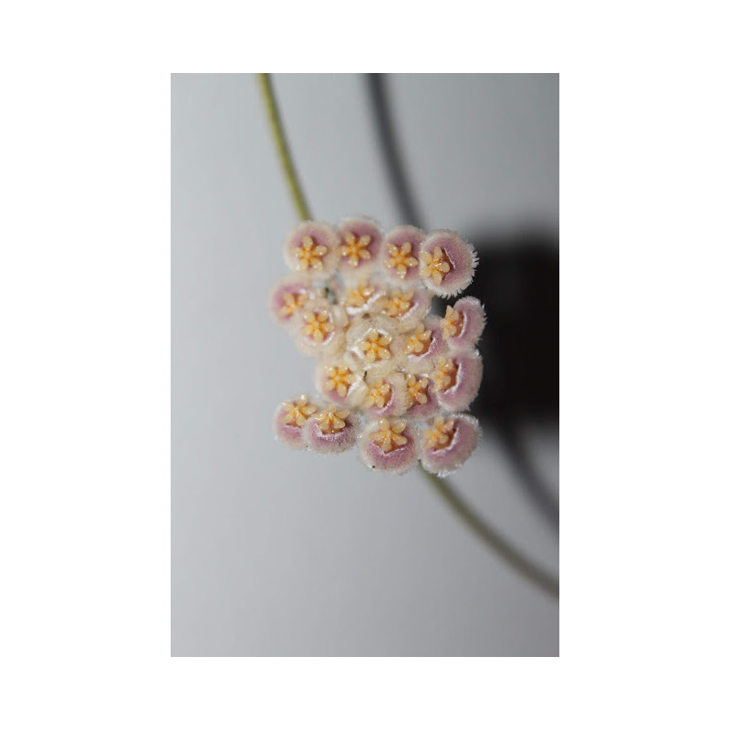 Hoya nabawanensis sklep z kwiatami hoya