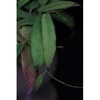 Hoya scortechinii IML0755 Borneo sklep z kwiatami hoya