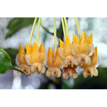 Hoya lasiantha store with hoya flowers