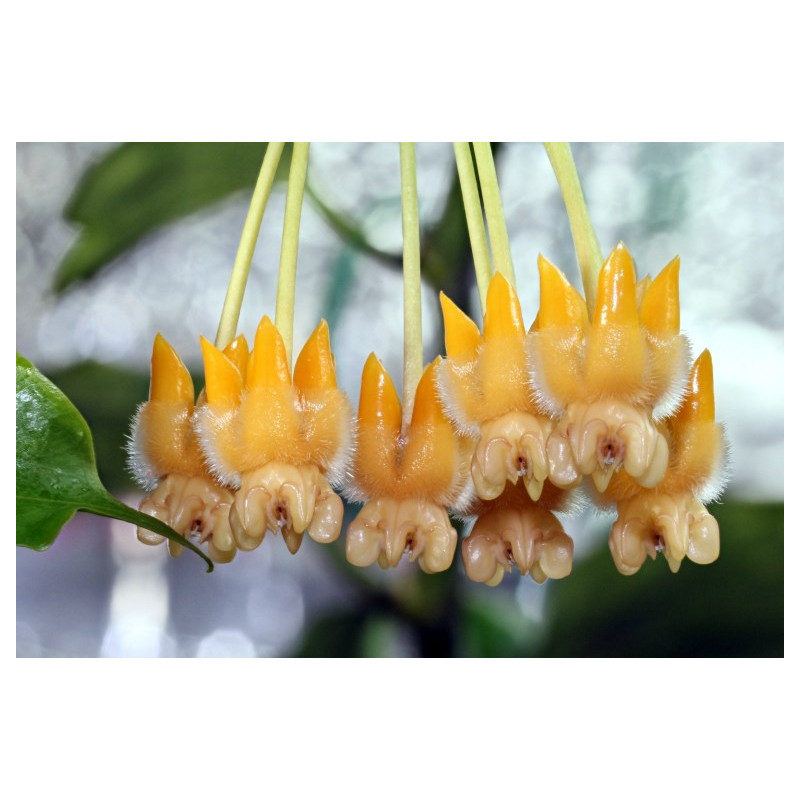 Hoya lasiantha store with hoya flowers