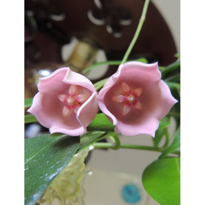 Hoya desvoeuxensis sklep z kwiatami hoya