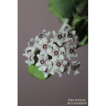 Hoya kanyakumariana sklep z kwiatami hoya