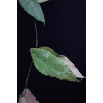 Hoya caudata big, green leaves store with hoya flowers