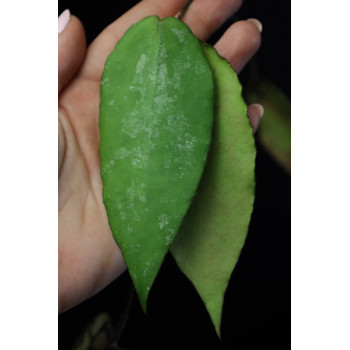 Hoya caudata big, green leaves sklep z kwiatami hoya