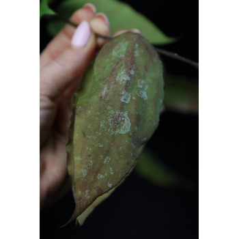 Hoya caudata big, green leaves sklep z kwiatami hoya