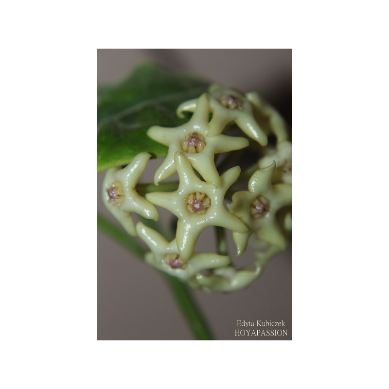 Hoya hamiltoniorum sklep z kwiatami hoya