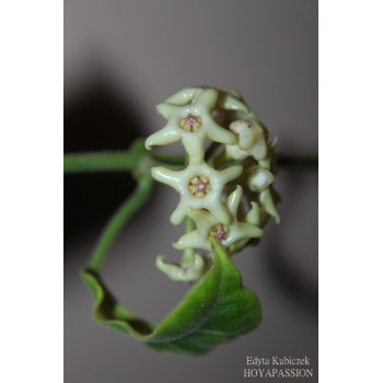 Hoya hamiltoniorum sklep z kwiatami hoya
