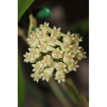 Hoya hybrid vitellinoides x scortechinii UT001 sklep z kwiatami hoya