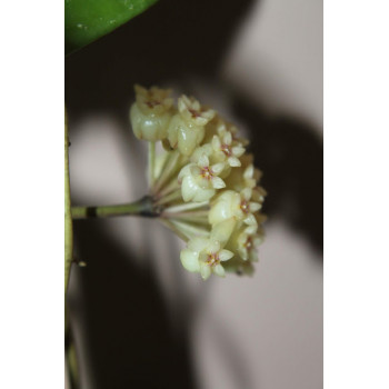 Hoya hybrid vitellinoides x scortechinii UT001 store with hoya flowers