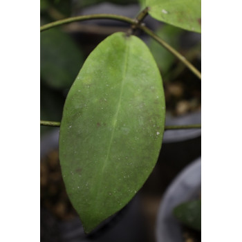 Hoya hybrid vitellinoides x scortechinii UT001 internet store
