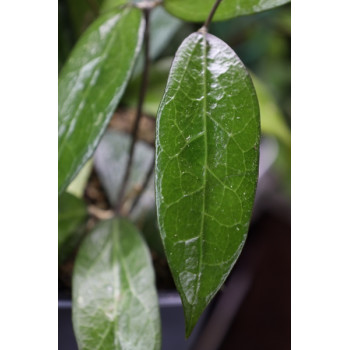 Hoya amoena spp. IPPS 3322 store with hoya flowers