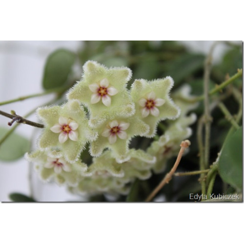 Hoya serpens splash leaves - HOYAPASSION