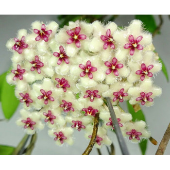 Hoya phuwuaensis sklep z kwiatami hoya