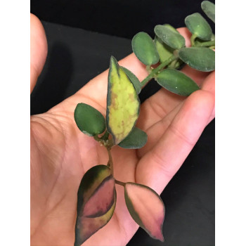 Hoya sp. DS-70 variegated sklep z kwiatami hoya