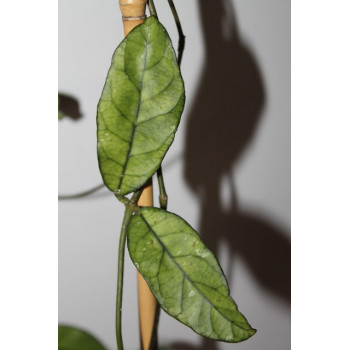 Hoya crassipetiolata ( long leaves ) internet store