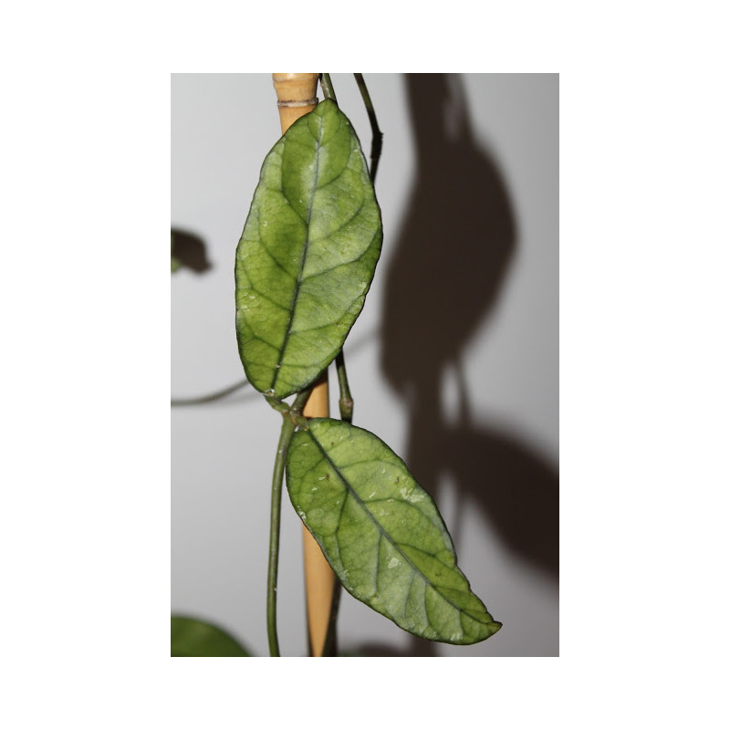 Hoya crassipetiolata ( long leaves ) store with hoya flowers