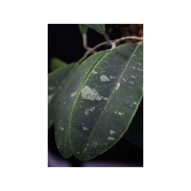 Hoya rintzii from Borneo sklep z kwiatami hoya