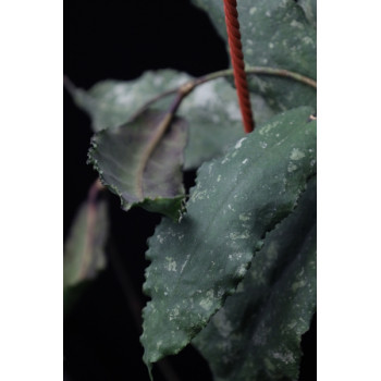 Hoya undulata sklep z kwiatami hoya