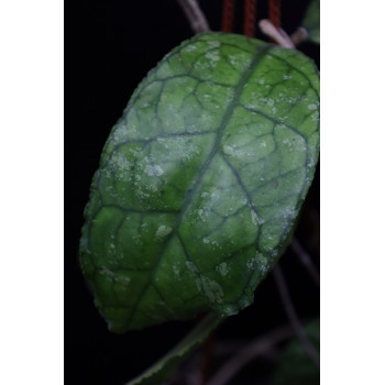 Hoya sp. MIRAL 201  ( cf. finlaysonii speckled  Langkawi Island Malaysia ) sklep z kwiatami hoya