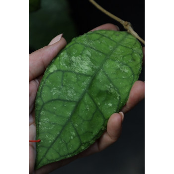 Hoya sp. MIRAL 201  ( cf. finlaysonii speckled  Langkawi Island Malaysia ) store with hoya flowers