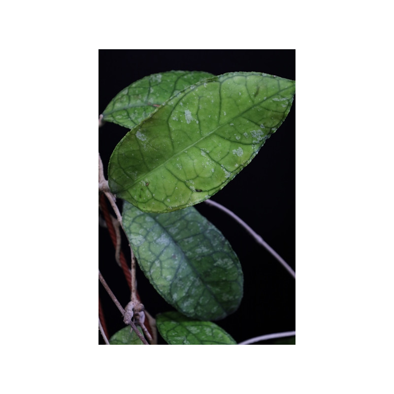 Hoya sp. MIRAL 201  ( cf. finlaysonii speckled  Langkawi Island Malaysia ) store with hoya flowers