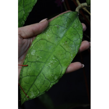 Hoya sp. MIRAL 201  ( cf. finlaysonii speckled  Langkawi Island Malaysia ) store with hoya flowers