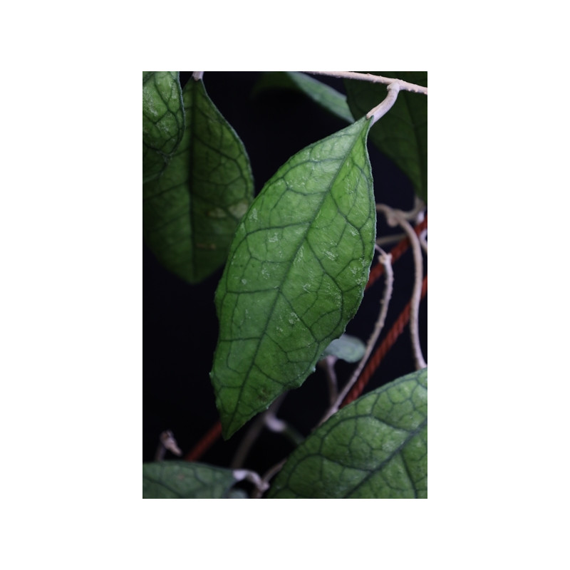 Hoya finlaysonii big leaves sklep z kwiatami hoya