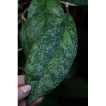 Hoya incrassata x finlaysonii ( big, splash leaves ) internet store